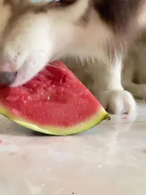 网红吃瓜狗子视频大全下载