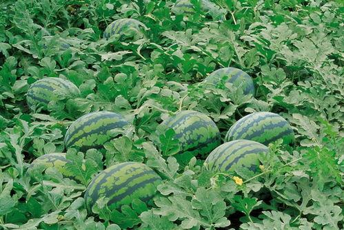 陇南市网红吃瓜群微信号,揭秘当地美食圈的热辣动态