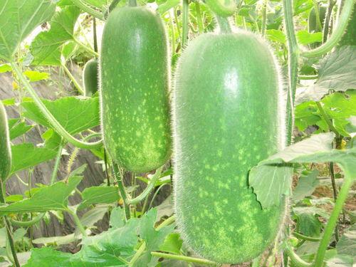 奥克兰网红吃瓜视频大全