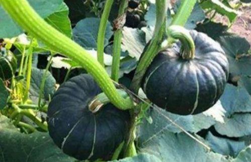 吃瓜特别准确的网红,揭秘吃瓜特别准确的网红传奇