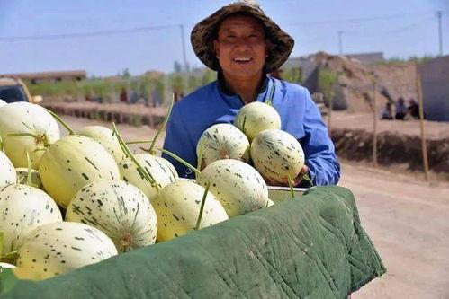 藏族网红吃瓜事件,揭秘网络舆论背后的真相与反思