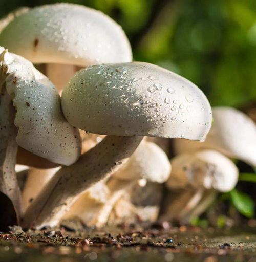 蘑菇视频吃瓜爆料网最新版,揭秘娱乐圈惊天大瓜！