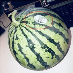 哈萨克网红吃瓜,揭秘网红们的幕后故事