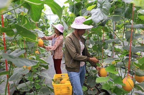 龙南网红吃瓜,揭秘网络舆论背后的真相