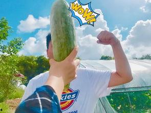 扭腰网红被吃瓜,吃瓜群众热议，真相究竟如何？”