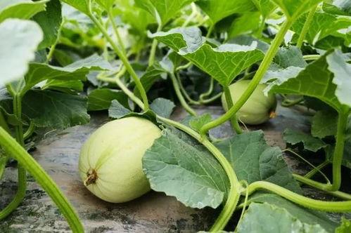 吃瓜韩城网红男女,揭秘网红男女的幕后故事