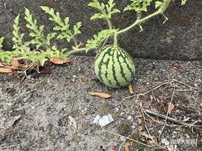 网友拍到网红吃瓜怎么办,网友热议不断